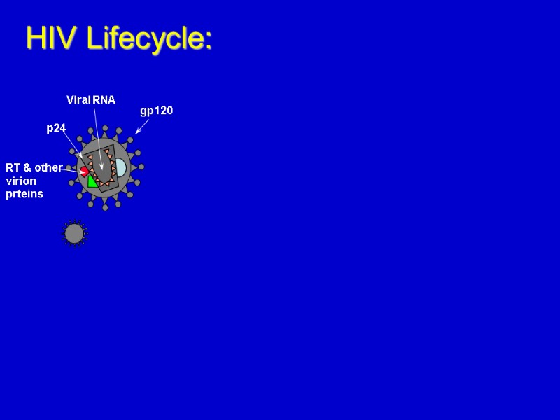 HIV Lifecycle: